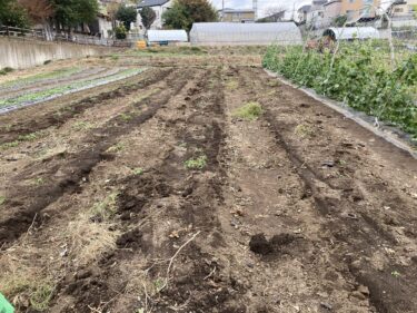 2025年11月13日(木)の作業記録 (ピーマン・長茄子のマルチ剥がし作業、万能茄子の防草シート片付け作業、トラクター耕耘作業)