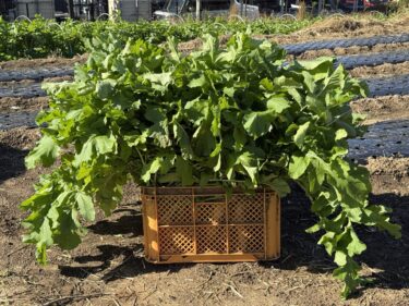 2025年11月4日(火)の作業記録 (小松菜と秋取りインゲンが今季初収穫、オクラ・ピーマンの撤去作業、長茄子の防草シートの片付け作業)