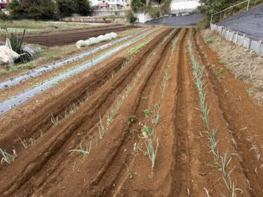 2025年11月6日(木)の作業記録 (紫キャベツの定植作業、ちぢみほうれん草・ごせき晩生小松菜の播種作業、長茄子の防草シート外し作業、玉ねぎ苗の除草作業)