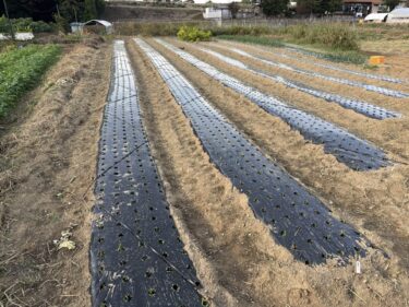 2025年11月7日(金)の作業記録 (オクラの撤去作業、防草シート片付け、嘉定ニンニクの風対策にハウスバンド張り作業、マルチシーダーメンテナンス作業)