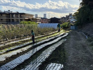 2025年11月10日(月)の作業記録 (青首大根が今季初収穫、オクラ・万能茄子の撤去作業、除草作業)