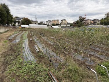 2025年11月11日(火)の作業記録 (オクラ・茄子類の撤去作業、らっきょう・ニンニクのマルチにハウスバンド張り作業)
