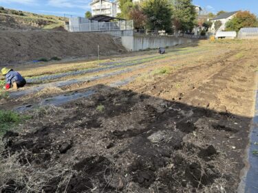2025年11月12日(水)の作業記録 (茄子類の撤去作業)
