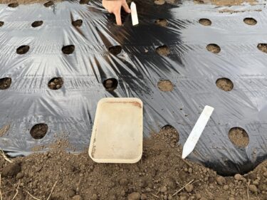 2025年11月18日(火)の作業記録 (ねぎ剪葉機のメンテナンス作業、ブロッコリーの除草作業、二十日大根とルッコラの播種作業)