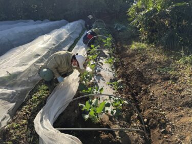 2025年11月19日(水)の作業記録 (ねぎ剪定機メンテナンス、ブロッコリーに付着した害虫の捕殺作業)