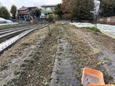 2025年11月27日(木)の作業記録 (ツルムラサキの撤去作業)