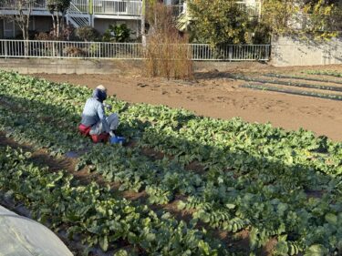2025年12月1日(月)の作業記録 (春菊が今季初収穫、里芋の追肥作業、大根類の追肥作業)