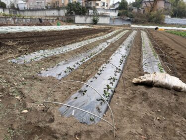 2025年12月2日(火)の作業記録 (大根類の追肥作業、トラクター耕耘作業、青首大根と赤大根畝にトンネル支柱立て作業、マルチシーダーのバッテリー充電作業)