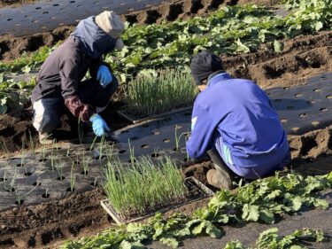 2025年12月8日(月)の作業記録 (早生赤玉ねぎの定植作業、小型耕運機とネギ剪葉機のメンテナンス作業)