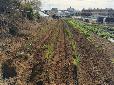 2025年12月10日(水)の作業記録 (インゲンの撤去作業、玉ねぎ用の肥料撒き作業、長ネギの追肥土寄せ作業、早生玉ねぎの定植作業)