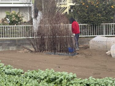 2025年12月19日(金)の作業記録 (AM時間帯のみの作業、赤玉ねぎの定植作業、玉ねぎの補植作業、モロヘイヤの莢取り作業)