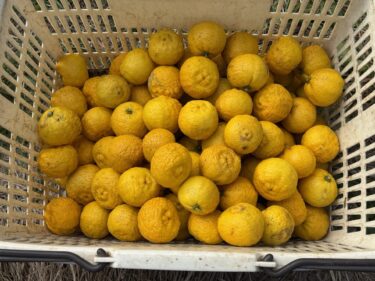 2025年12月22日(月)の作業記録 (玉ねぎの定植補植作業、モロヘイヤの莢取り作業)