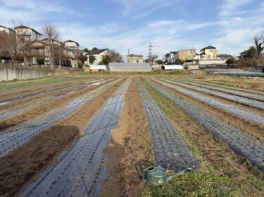 2025年12月23日(火)の作業記録 (玉ねぎの定植補植作業、玉ねぎのマルチの風対策用にハウスバンド張り作業)