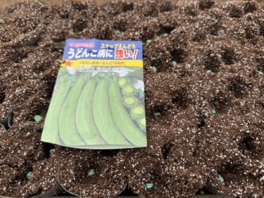 2025年12月25日(木)の作業記録 (絹さや・スナックエンドウ・グリーンピース・そら豆の播種作業)