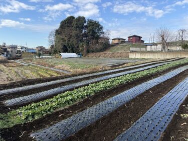 2025年12月29日(月)の作業記録 (午前中収穫のみの作業)