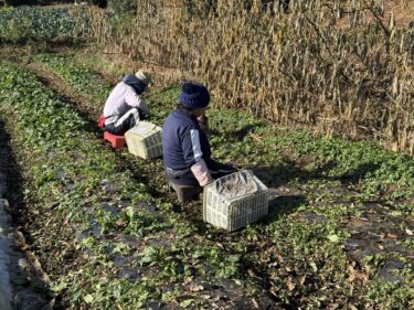 2025年12月30日(火)の作業記録 (2025年最後の畑作業、午前中収穫のみの作業)