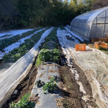 2026年1月6日(火)の作業記録 (ブロッコリーのトンネル倒壊直し作業、青首大根のマルチ剥がし作業、里芋保管用に穴掘り作業、らっきょう周りの除草作業)