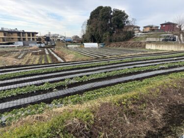 2026年1月5日(月)の作業記録 (2026年仕事始め、午前中収穫作業のみの作業)