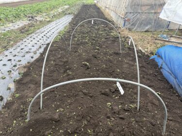 2026年1月7日(水)の作業記録 (午前中のみの作業、収穫作業メイン、里芋の種芋穴埋め保管作業)