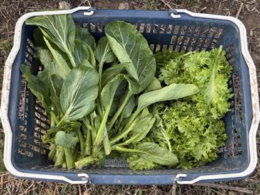 2026年1月15日(木)の作業記録 (午前中収穫メインの作業)