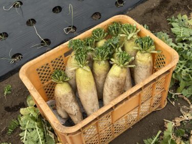 2026年1月21日(水)の作業記録 (踏み込み温床の側板のカット準備とカット作業)