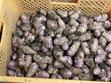 2026年1月23日(金)の作業記録 (岩槻ネギ土寄せ作業、菊芋収穫作業)