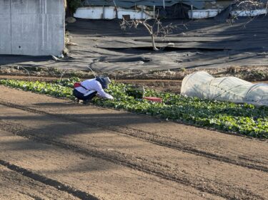 2026年1月29日(木)の作業記録 (籾殻をネットから袋へ入れ替える作業、踏み込み温床用の落ち葉拾い作業)