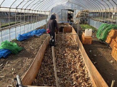 2026年2月2日(月)の作業記録 (踏み込み温床作り、菊芋収穫作業)