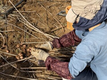 2026年2月5日(木)の作業記録 (菊芋の収穫作業、踏み込み温床作り作業)