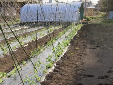 2026年3月9日(月)の作業記録 (グリーンピースの定植作業、玉ねぎの追肥作業)