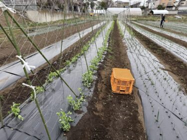 2026年3月2日(月)の作業記録 (玉ねぎの追肥作業、スナックエンドウ・グリーンピースの定植作業)