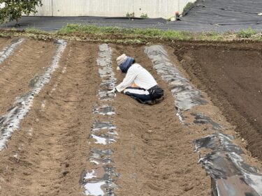 2026年3月13日(金)の作業記録 (ジャガイモの定植作業)