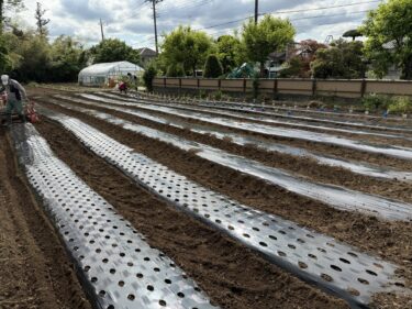 2026年5月7日(木)の作業記録 (絹さやの誘引作業、鈴木さん畑でマルチ張り作業、ズッキーニ・パプリカ・ピーマンの定植作業)