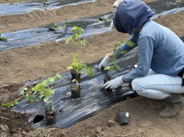 2026年5月11日(月)の作業記録 (斉藤さんの最下段畑をトラクターで耕耘作業、枝豆の定植作業)