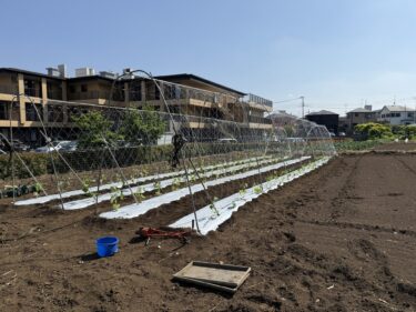 2026年5月15日(金)の作業記録 (キュウリの支柱立て作業、キュウリのネット張り作業、キュウリの定植作業、鈴木さん畑の除草、長ネギの苗床の除草作業)
