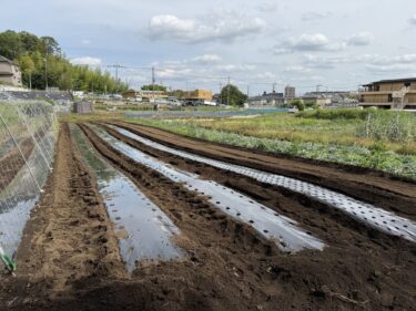 2026年5月25日(月)の作業記録 (かぼちゃの定植作業、里芋の種芋の掘り起し作業、レタスの撤去作業、トラクター耕耘作業、オクラとモロヘイヤ用のマルチ張り作業)