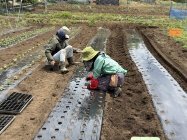 2026年5月26日(火)の作業記録 (モロヘイヤの播種作業、オクラの定植作業、マルチ張り作業)