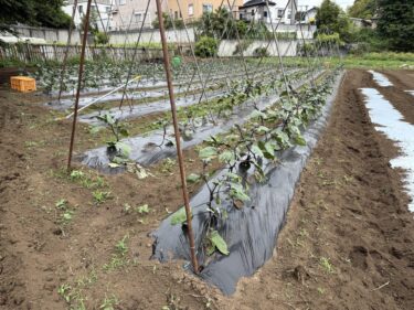 2026年5月27日(水)の作業記録 (ジャガイモ初収穫、ミニトマトとゴーヤ用のマルチ張り作業、長茄子の剪定誘引作業)