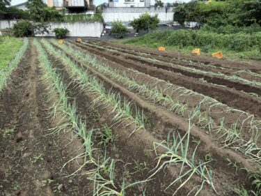 2026年6月30日(火)の作業記録 (赤じそ・青じその定植作業、除草作業、長ネギの定植作業)