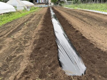 2026年7月1日(水)の作業記録 (枝豆の防虫ネット張り作業、除草作業、サツマイモの定植作業)