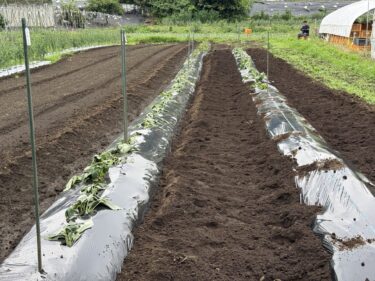 2026年7月6日(月)の作業記録 (サツマイモの定植作業、除草作業)