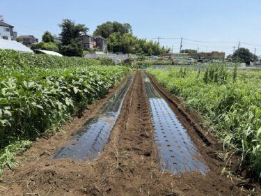 2026年7月21日(火)の作業記録 (猛暑日の為午前中のみの作業、収穫作業メイン、モロヘイヤ用のマルチ張り作業、茄子周りの除草作業)