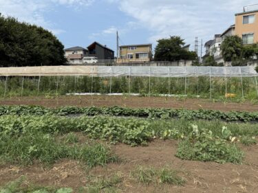 2026年7月30日(木)の作業記録 (ミニトマトの屋根張り作業)