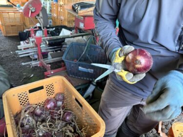 2026年8月25日(火)の作業記録 (秋キュウリ・平さやインゲンの播種作業、茄子周りの除草作業)