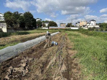 2026年9月17日(木)の作業記録 (サニーレタスの播種作業、玉ねぎのマルチ剥がし作業、破れたキュウリネット補修作業、秋どりインゲンの誘引作業)