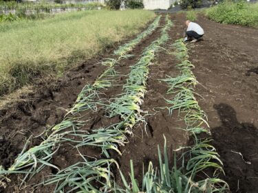 2026年9月30日(水)の作業記録 (長ネギの定植作業)