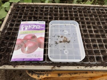 2026年10月5日(月)の作業記録 (玉ねぎの播種作業、ミニトマトの撤去作業)