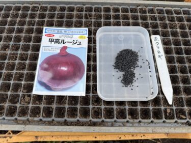 2026年10月6日(火)の作業記録 (ミニトマトのマルチ剥がし作業、玉ねぎと赤玉ねぎの播種作業)
