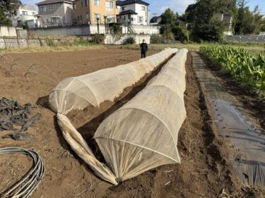 2026年10月15日(木)の作業記録 (白菜・サニーレタスの定植作業、かぶ類・ちぢみほうれん草・玉ねぎの播種作業、ブロッコリーの鉢上げ作業、小松菜やチンゲンサイ等に防虫ネット張り作業)
