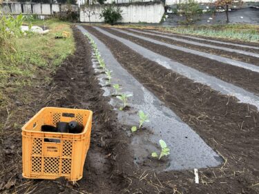 2026年10月26日(月)の作業記録 (午前中のみの作業、ブロッコリーの定植作業、岩槻ネギ周りの除草作業)